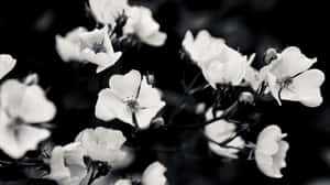 Black And White Flowers Tumblr Laptop Wallpaper