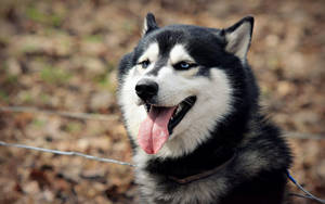 Black And White Husky Tongue Out Wallpaper