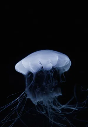 Black And White Jellyfish Wallpaper