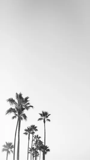 Black And White Palm Trees In California Wallpaper