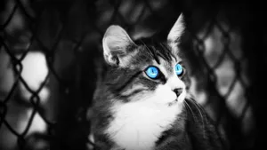 Black And White Photography Cat With Blue Eyes Wallpaper