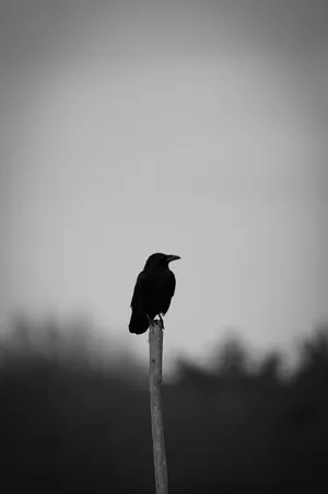 Black And White Raven Mobile Wallpaper