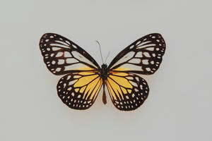 Black And Yellow Butterfly Wallpaper