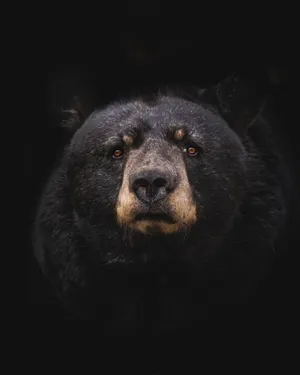 Black Bear Cell Phone Image Wallpaper