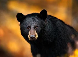 Black Bear Looking Into Camera Wallpaper