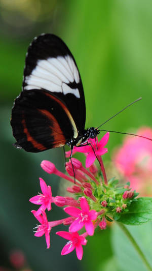 Black Butterfly On Jungle Geranium Flower Wallpaper