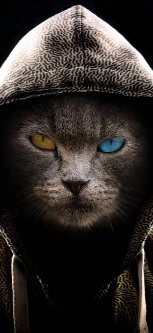 Black Cat Animal With Hood Wallpaper