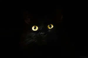 Black Cat Black And White Pfp Wallpaper