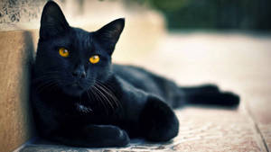 Black Cat With Orange Eyes Wallpaper