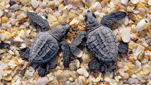 Black Cool Turtles Wallpaper