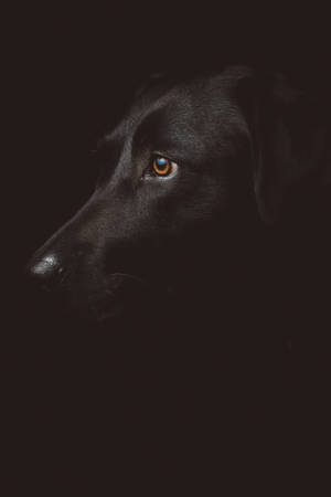 Black Dog Photography Wallpaper