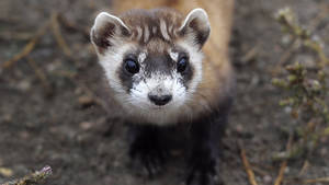 Black-eyed Ferret Wallpaper