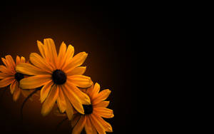 Black-eyed Susan Dark Hd Flowers Wallpaper