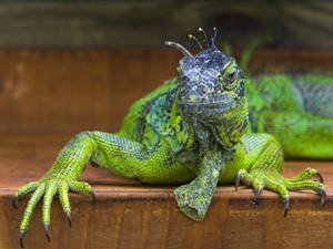 Black Head Green Iguana Wallpaper