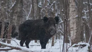 Black Japanese Wild Boar Wallpaper