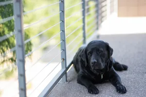 Black Labrador In Balcony Wallpaper