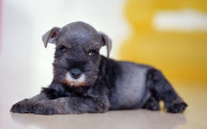 Black Lying Puppy With Muzzle Wallpaper