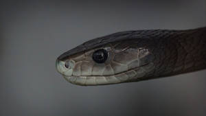 Black Mamba Snake Fuzzy Gray Background Wallpaper