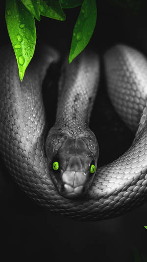 Black Mamba Snake Green Eyes Wallpaper