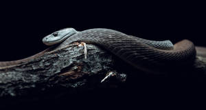 Black Mamba Snake On Dark Wood Wallpaper