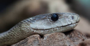 Black Mamba Snake Resting On Wood Wallpaper