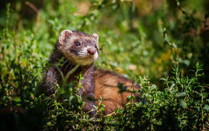 Black Mitt Brown Ferret Wallpaper