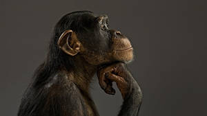 Black Monkey Thinking Pose Wallpaper