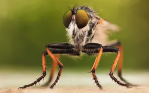 Black Orange Insects Wallpaper