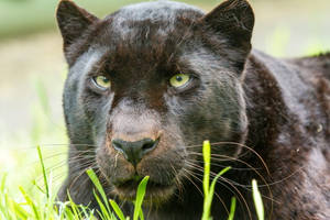 Black Panther Animal Intense Gaze Wallpaper