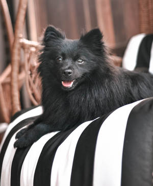 Black Pomeranian On Stripes Wallpaper