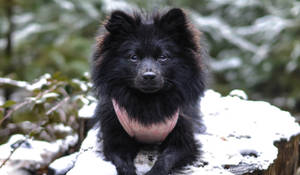 Black Pomeranian Spitz Wallpaper