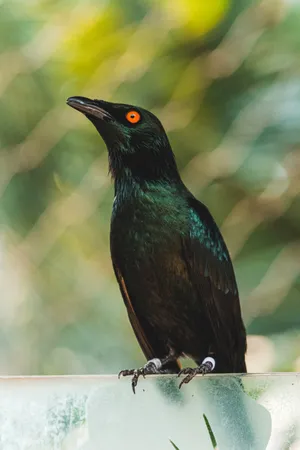 Black Raven Wallpaper