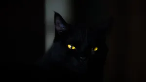 Black Screen 4k With Cat's Eyes Wallpaper