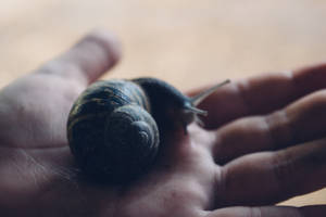 Black Snail On A Palm Wallpaper