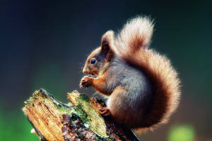 Black Squirrel On Tree Trunk Wallpaper