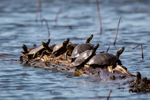 Black Turtles On Brown Wooden Log In Water Wallpaper