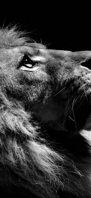 Black White Iphone Lion Wallpaper