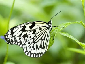 Black White Patterned Butterflyon Leaf.jpg Wallpaper