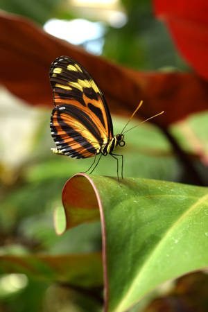 Black, Yellow, And Orange Butterfly On Green Leaf Wallpaper