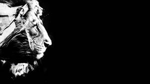 Blank And White Lion Side Profile Wallpaper
