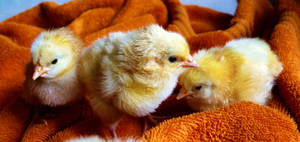 Blanket Chick Wallpaper