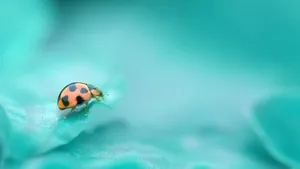 Blessings By God Ladybug Wallpaper