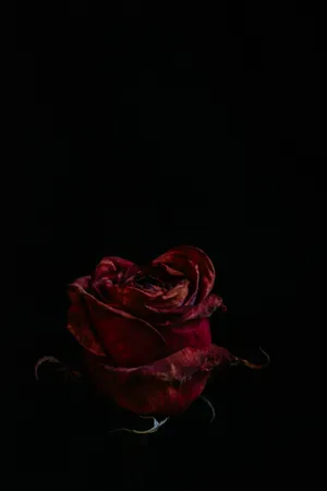 Blood Aesthetic Red Rose Black Background Wallpaper