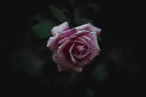 Bloom Pink Rose Hd Wallpaper