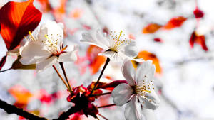Bloomed White Spring Flowers Wallpaper