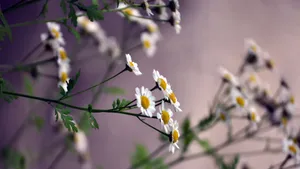 Blooming Beauty. Wallpaper