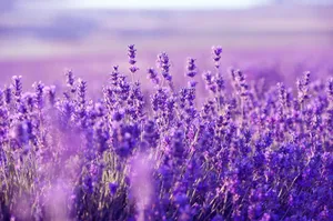 Blooming Lavender Desktop Wallpaper