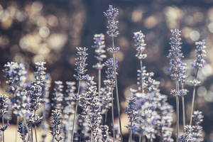 Blooming Lavender Field At Sunset Wallpaper