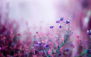 Blooming Meadow Flower Desktop Wallpaper