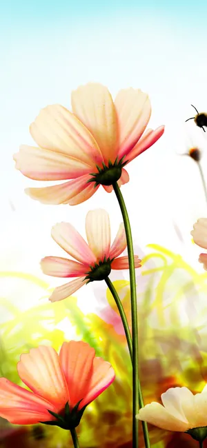 Blooming Pink Spring Daisy Iphone Wallpaper